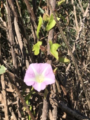 Calystegia sepium