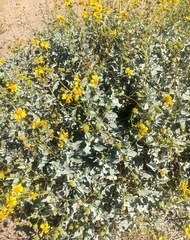Encelia farinosa