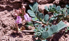 Astragalus cobrensis