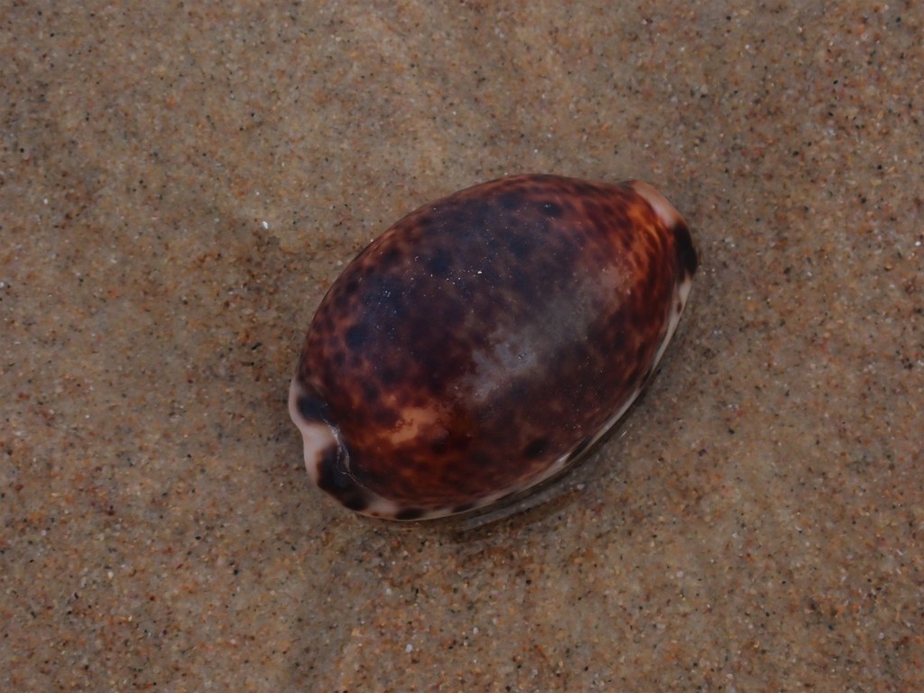 Lynx Cowry from Wenonah Head NSW 2455, Australia on February 20, 2022