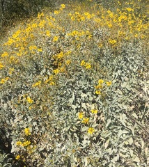Encelia farinosa
