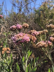 Tessaria absinthioides