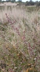Atriplex paludosa