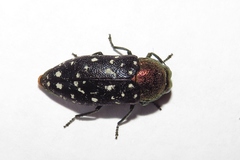 Diphucrania leucosticta