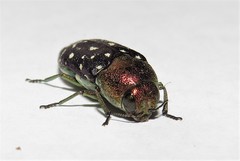 Diphucrania leucosticta