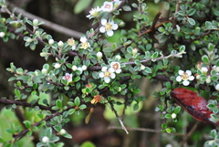 Cotoneaster buxifolius