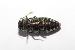 Diphucrania leucosticta