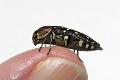 Diphucrania leucosticta