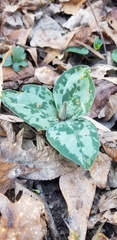 Trillium decumbens