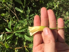 Distimake dissectus edentatus