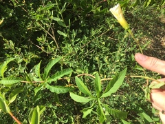 Distimake dissectus edentatus