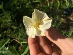 Distimake dissectus edentatus