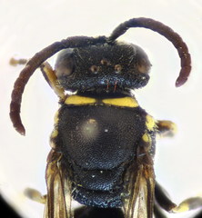 Hylaeus gibbus