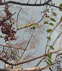 Aratinga auricapillus