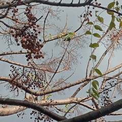 Aratinga auricapillus