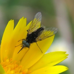 Parageron gratus