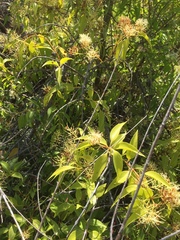 Tripodanthus acutifolius