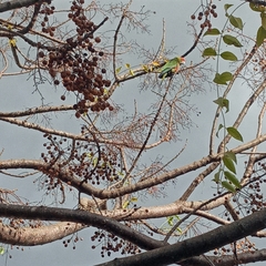 Aratinga auricapillus