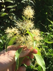 Tripodanthus acutifolius