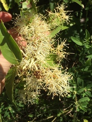 Tripodanthus acutifolius