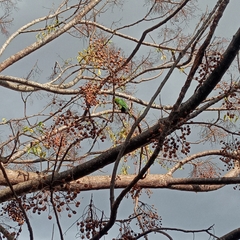 Aratinga auricapillus