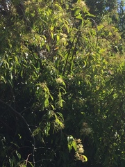 Tripodanthus acutifolius