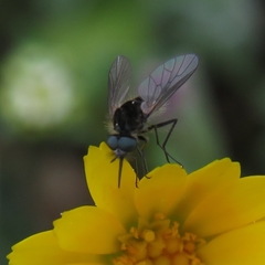 Parageron gratus