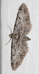 Eupithecia zelmira