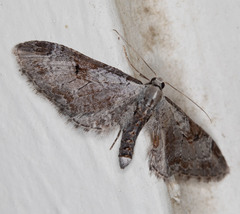 Eupithecia nevadata