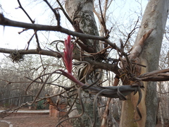 Tillandsia intermedia