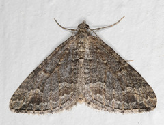 Perizoma custodiata
