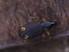 Chlaenius flaviguttatus