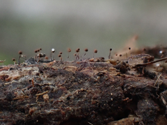 Clastoderma debaryanum