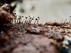 Clastoderma debaryanum