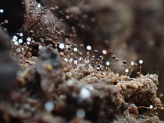 Clastoderma debaryanum