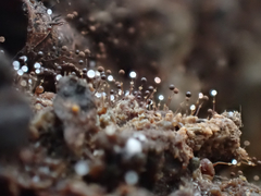 Clastoderma debaryanum