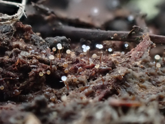 Clastoderma debaryanum