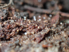 Clastoderma debaryanum