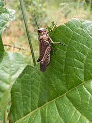 Chromacris nuptialis