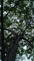 Pseudobombax parvifolium