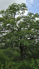 Pseudobombax parvifolium