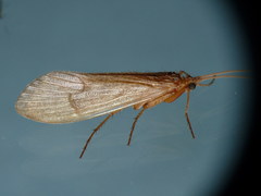 Micropterna nycterobia