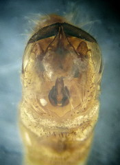 Micropterna nycterobia