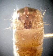 Micropterna nycterobia