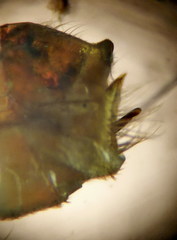 Micropterna nycterobia