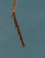 Micropterna nycterobia