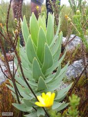 Osteospermum corymbosum