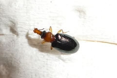 Salpingus ruficollis