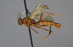 Tricholabus