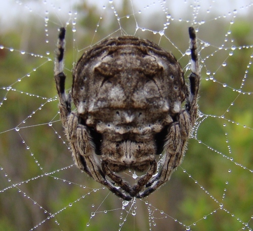 Common Bark Spider